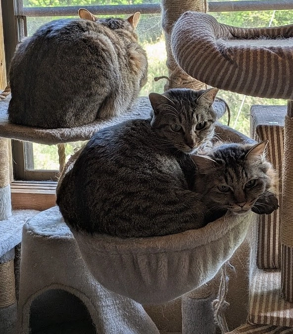 神様にお願いをしにお参りして参りました。