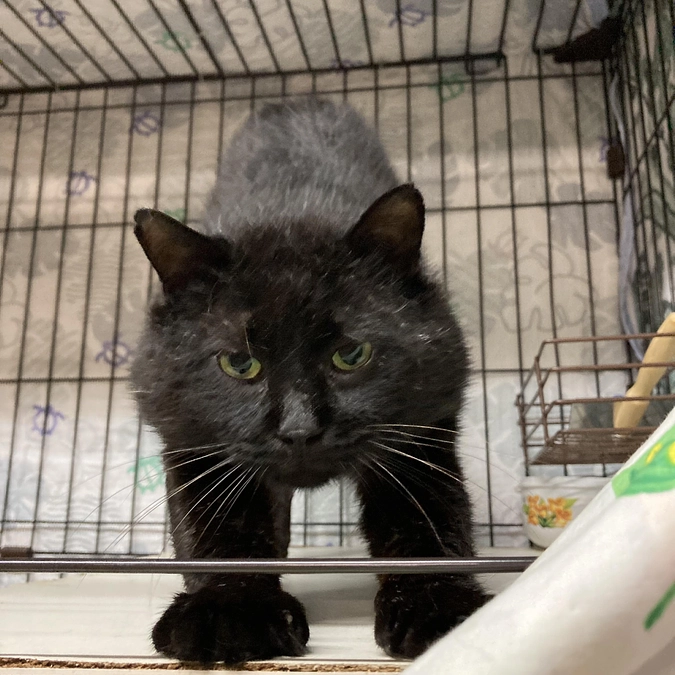 ネロちゃん　去勢手術無事に終わりました！