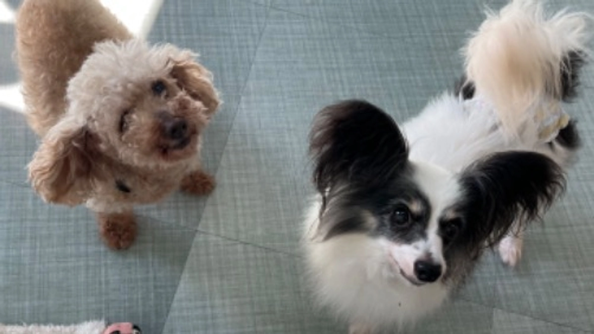 今日のチョコちゃん！(8月24日)