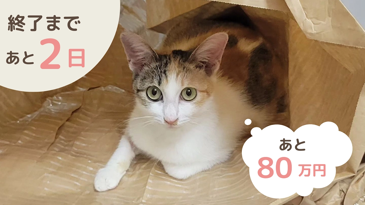 プロジェクト終了まで残り58時間、あと80万円で最終目標達成です！