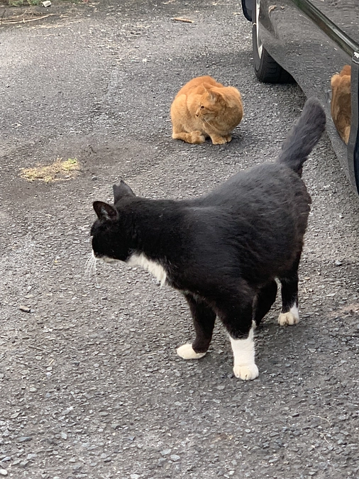 ノラクロ部隊の晩ごはん🍚11月6日。
