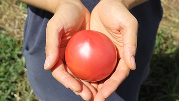 大澤菜園の復興を目指して｜大雪で倒壊したトマトハウスを再建したい！ のトップ画像