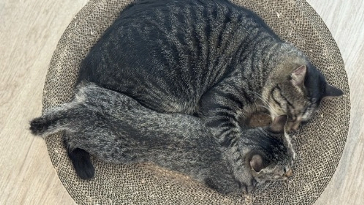 終了日まであと1日！どの子の命も諦めたくない！