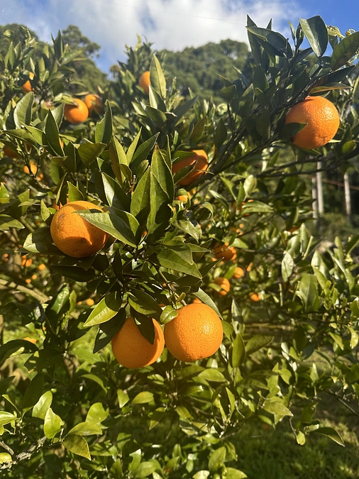 タンカンのリターンについて