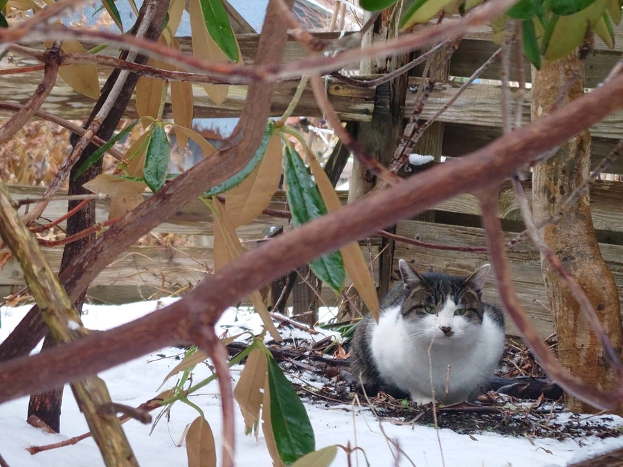 ありがとうございます！