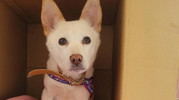 保護犬の為の保護施設の改装費用のご支援をお願いします