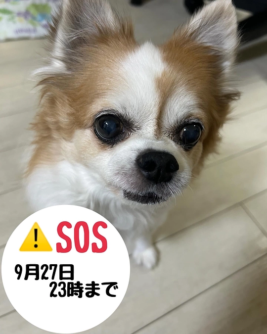 残り6日となりました。