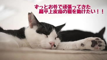 扁平上皮癌の猫に最適な治療を のトップ画像