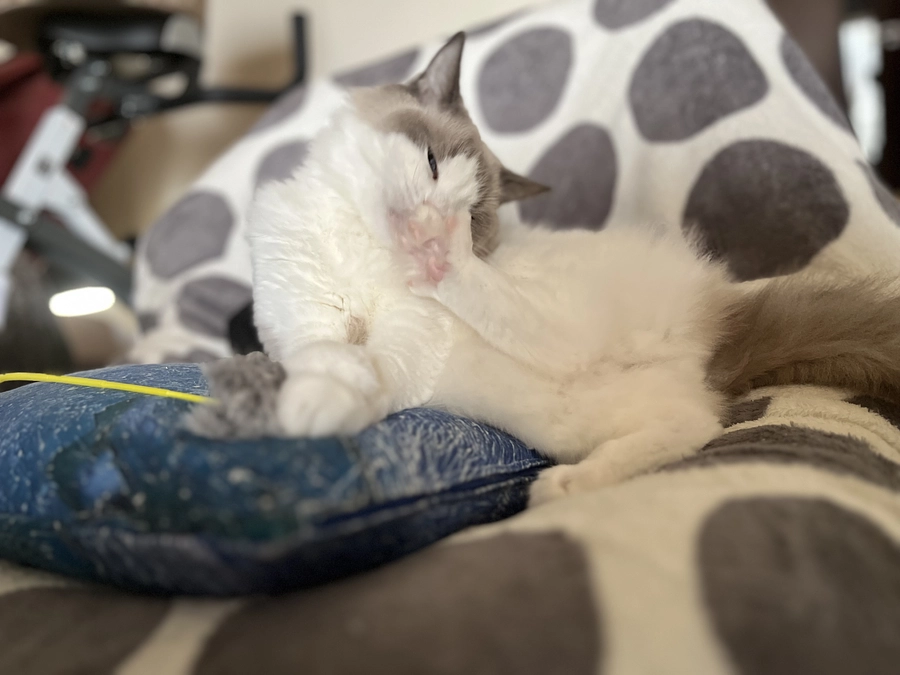 ソラの食事サプリメント纏め②(ドライフード編)