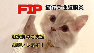 【FIP 猫伝染性腹膜炎】治療費のためにご支援お願いします！ のトップ画像