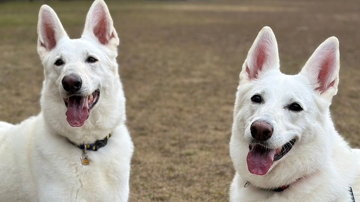 LusBrancaサポーター募集中｜命を繋ぐ「最後の砦」を守りたい