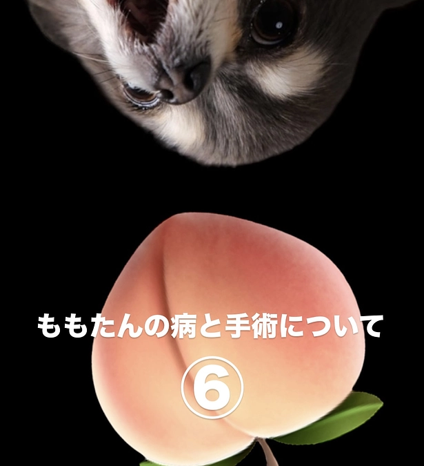 ももたんの病と手術について⑥