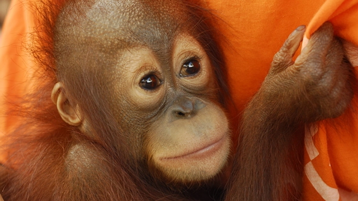 絶滅の危機に瀕したオランウータンの保護活動をサポートしたい！