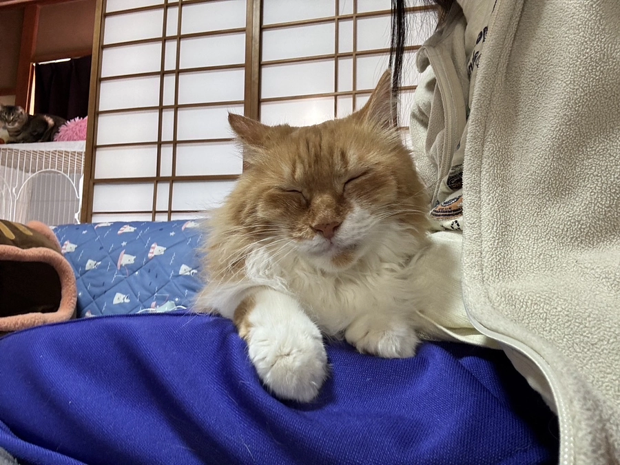 ハッピーコース、まるおコース支援者様へ、オリジナルポストカードリターンを発送致しました！