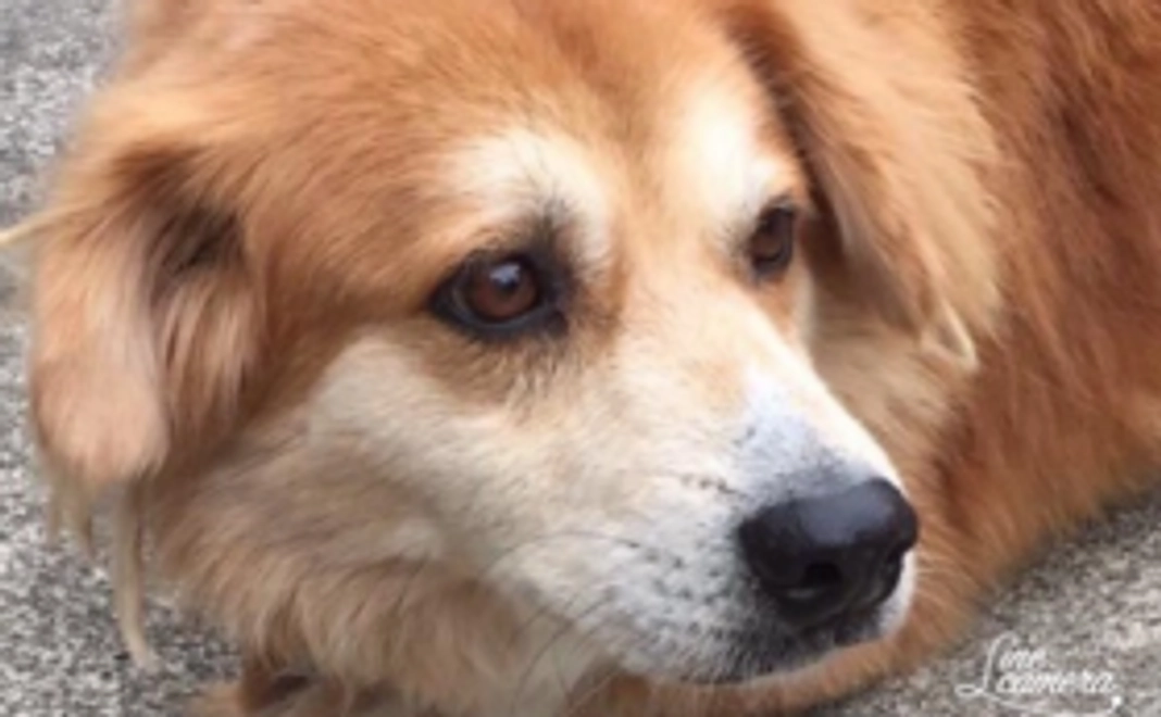 「くるみの森」の活動を後押し!応援コース