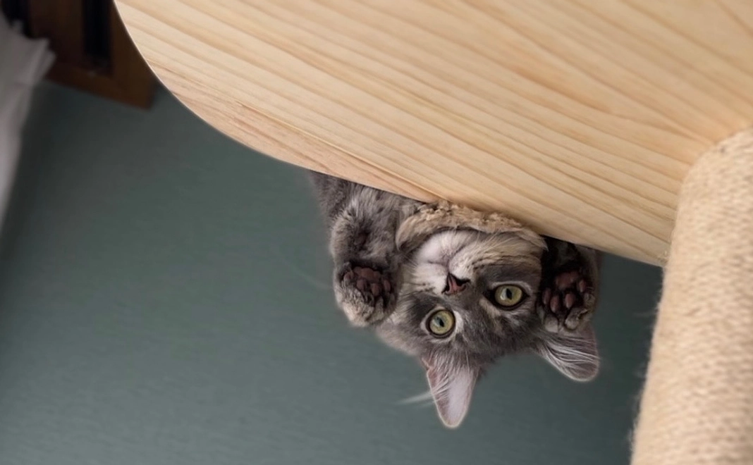 ロア応援✴︎ 1000円(リターン不要)