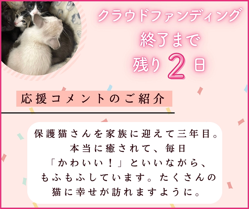 残り2日！保護猫を守るためにネクストゴール達成したいです。