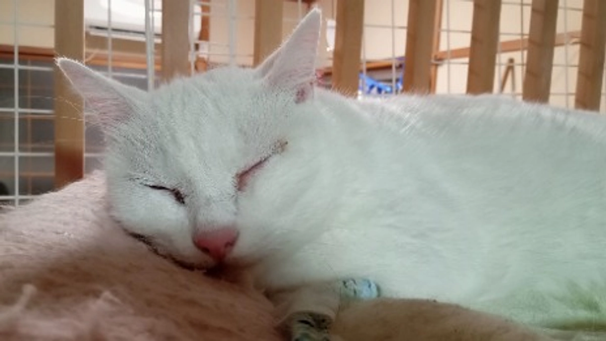 猫の保護依頼が有りました。