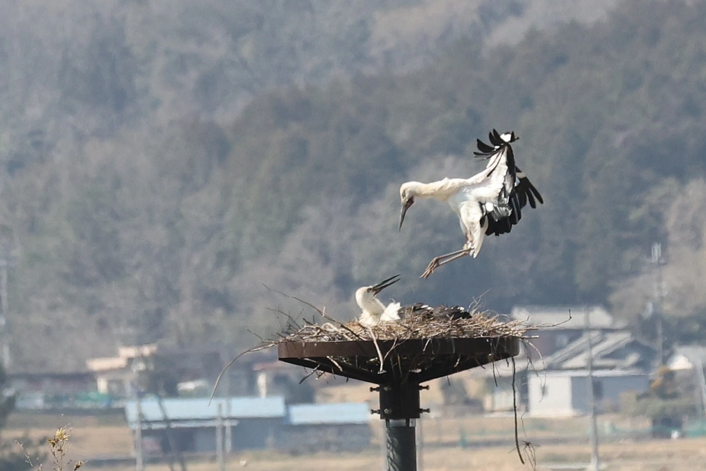 ペアが巣塔で抱卵中