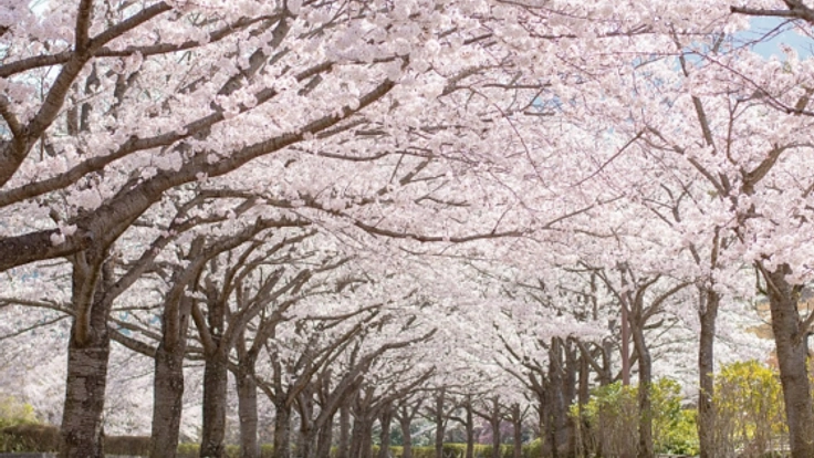 ガイド付きの車で出かける!新しい旅行の形で地域貢献したい