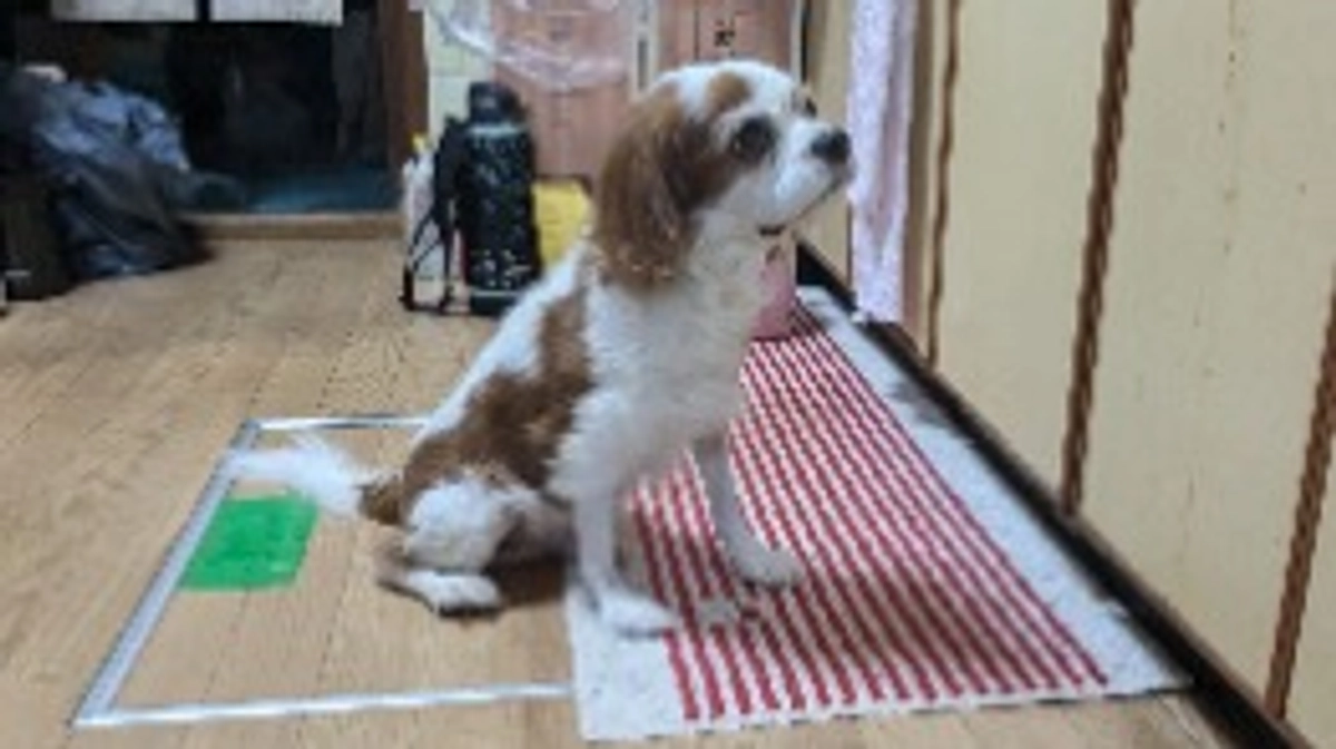 術後14日目、家でゆったり