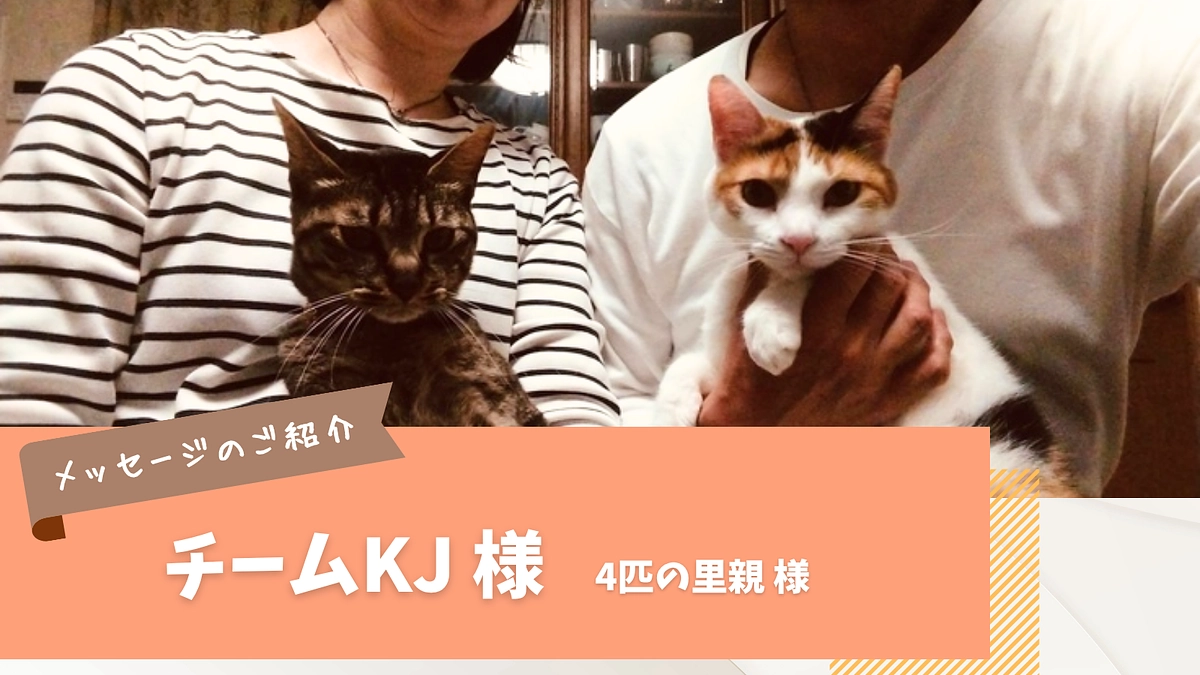 応援メッセージのご紹介｜チームKJ 様（4匹の里親様）
