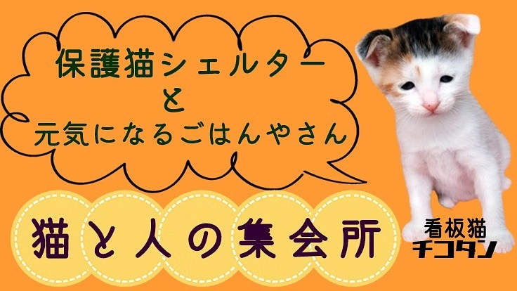 北区王子に保護猫と人をつなぐシェルターとごはんやさんを作りたい！