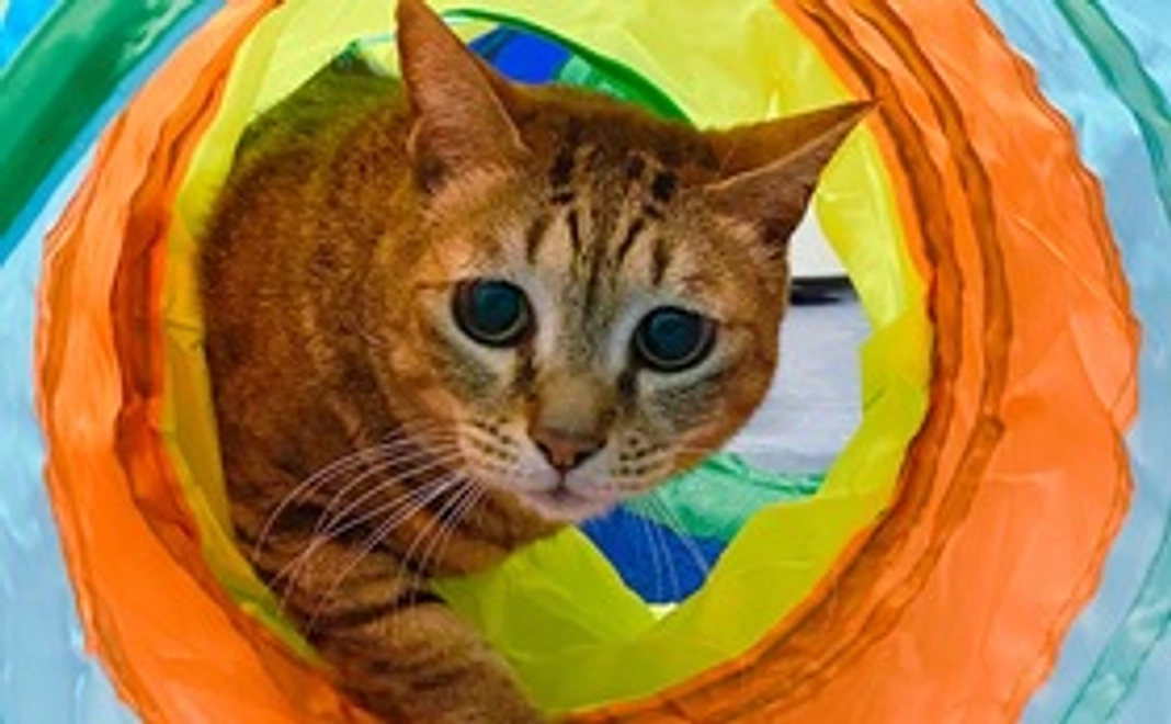 ★ 毎月応援 10000円コース