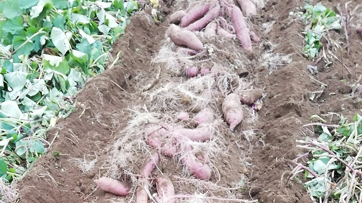 甘藷を使った加工品で世界に貢献したい