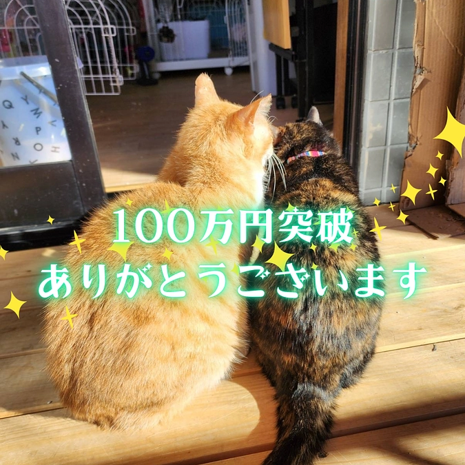 🌸【感謝のご報告】クラウドファンディング100万円突破いたしました🌸