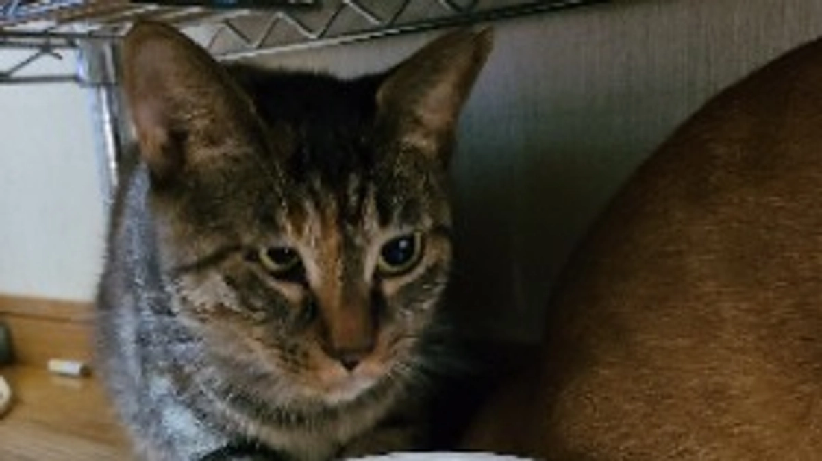 ベガの激動の一日