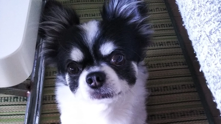 心臓病（僧帽弁閉鎖不全症）海太の手術費用ご支援のお願い