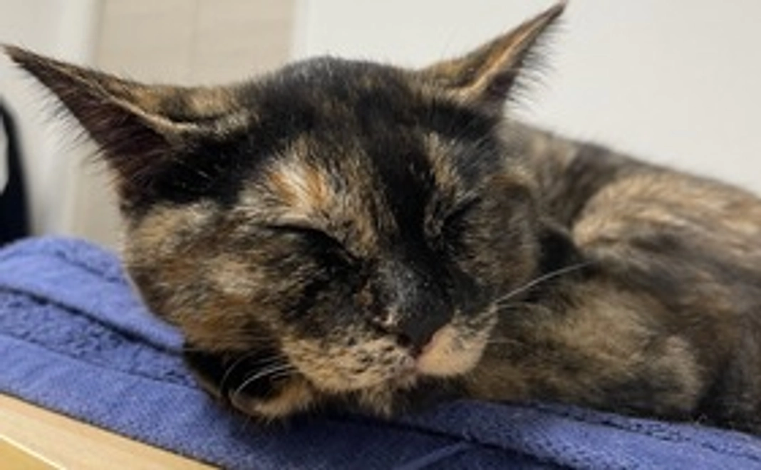 おこげ応援コース(1000)