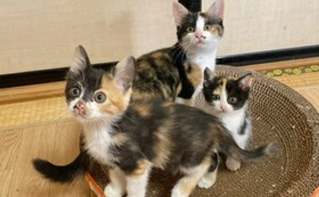 毎月2000円コース