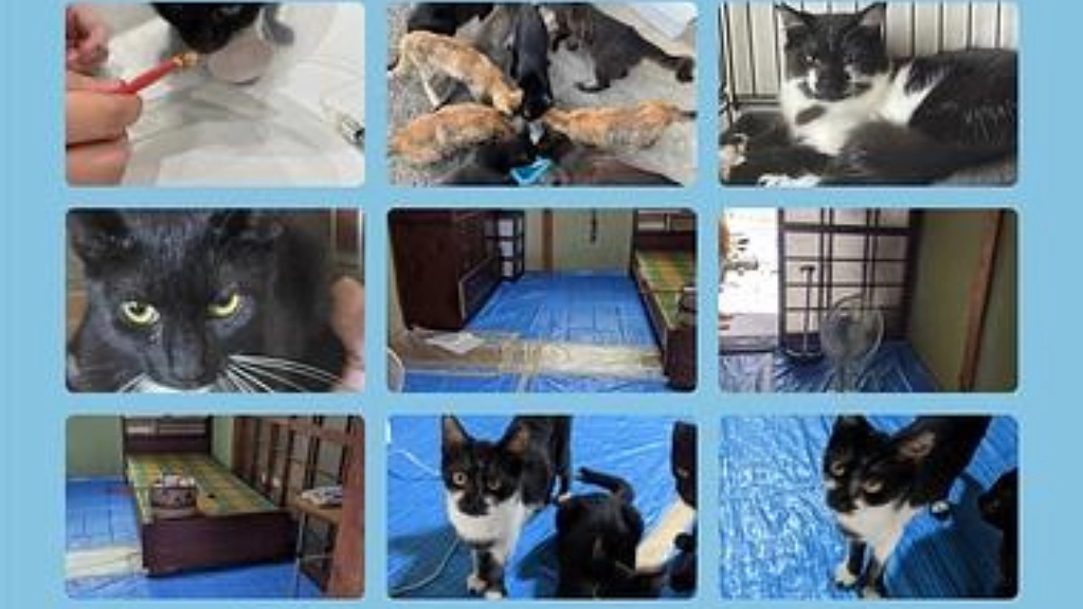 多頭飼育崩壊現場の子達が笑顔に‼️