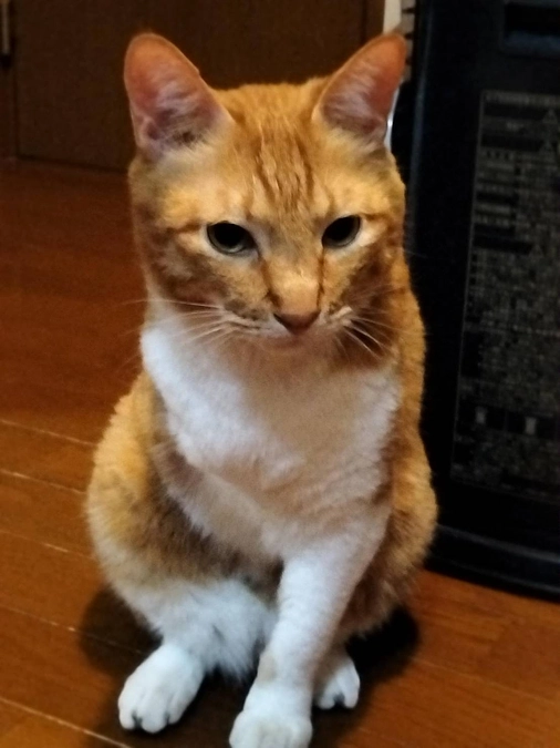 ねこハウススタッフの声④川村さん