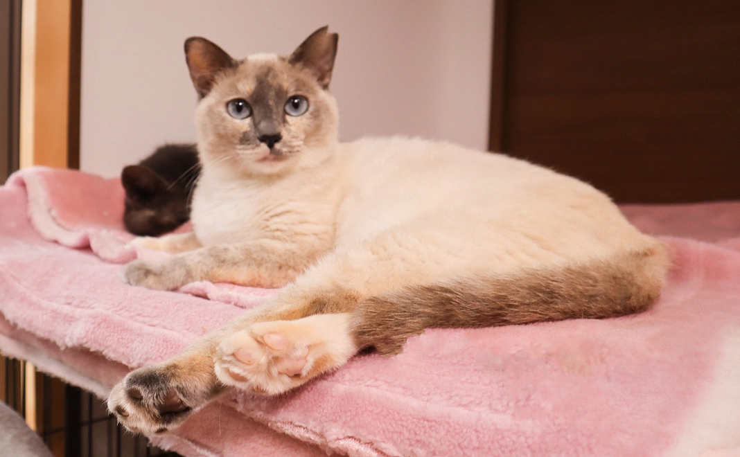 毎月2,222円コース