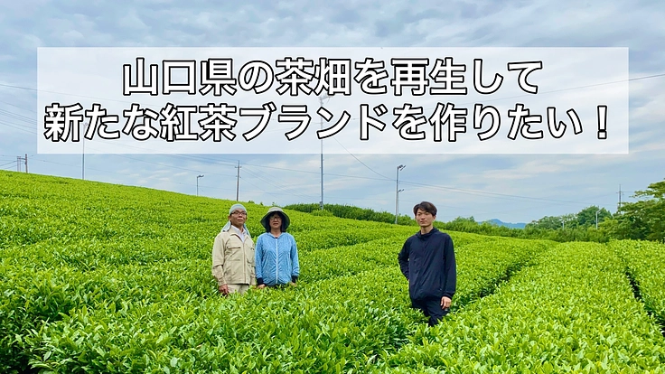 山口県の茶畑を再生し、新たな紅茶ブランドを作りたい！