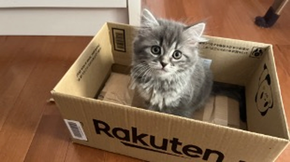 猫を迎えること、クラファンのこと