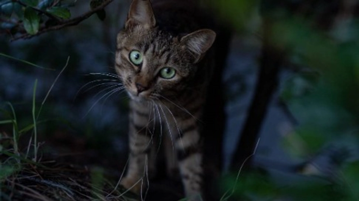 残り３日です…！よろしくお願い致します！！違法罠被害のたまちゃんの現在のご報告。