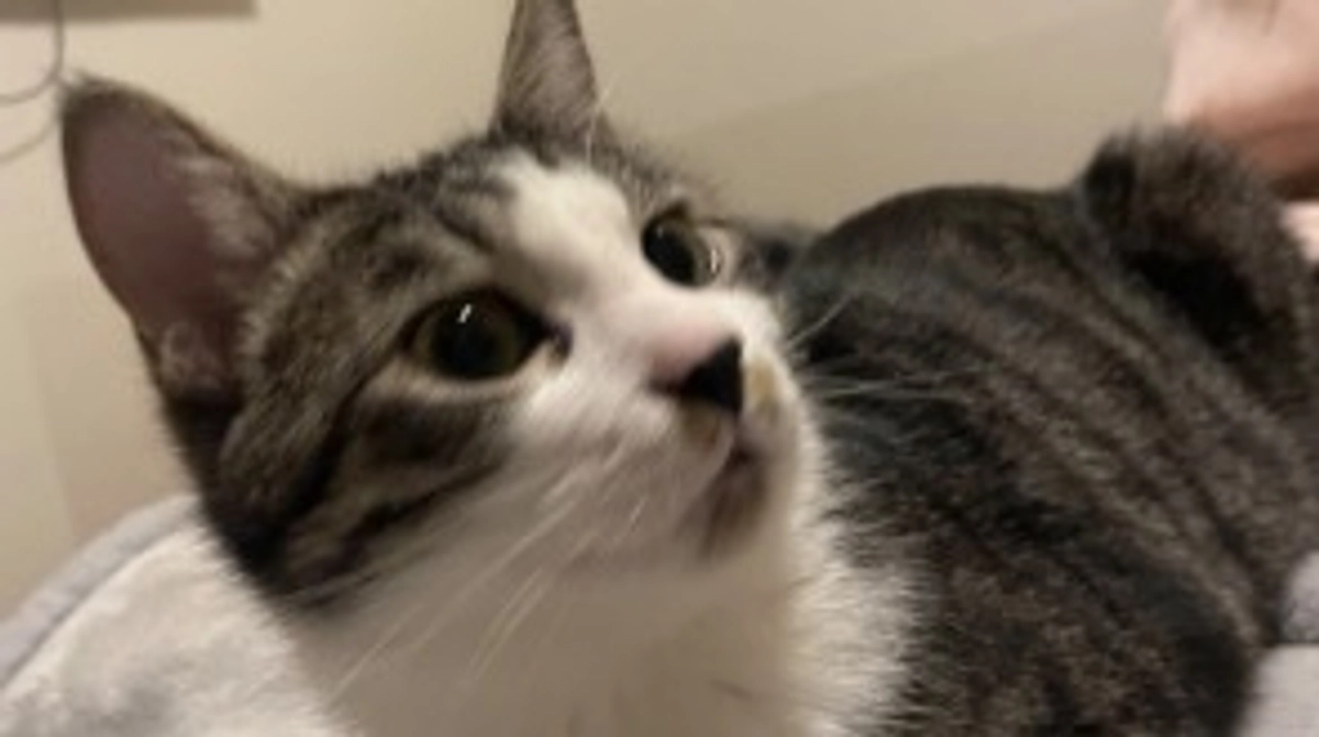 残り40日を切りました。