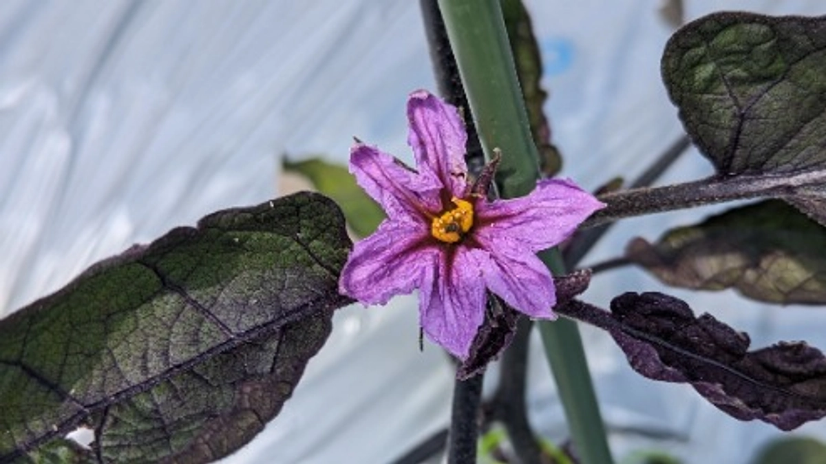 【野菜栽培レポート】松山長（長なす）の花が咲きました♪