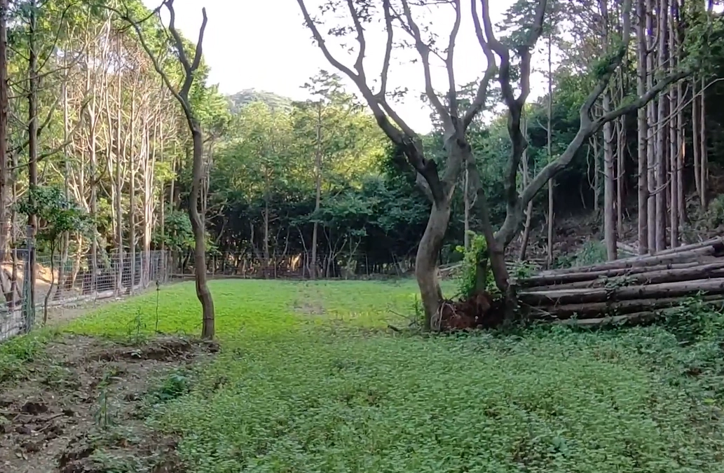 保護区内の木庭の様子