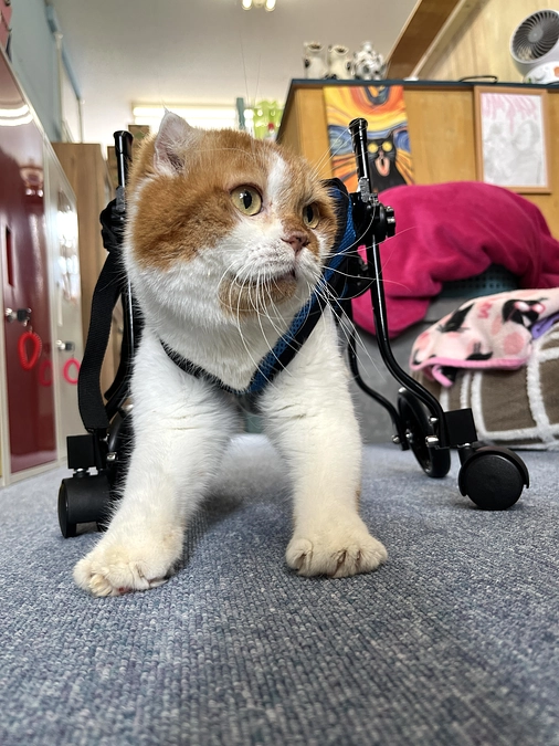 骨軟骨異形成症のごーだ君