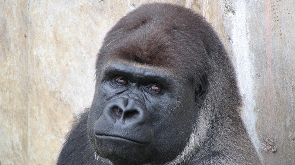 【残り1ヶ月】ここまでのお礼とお願い