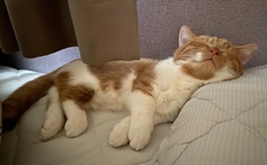 ぽんずのおくすり応援1(リターン不要)