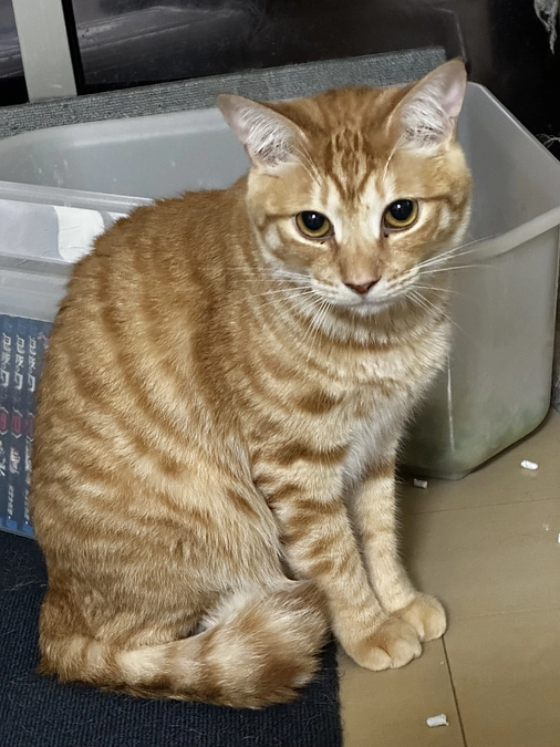 人馴れしていない子達