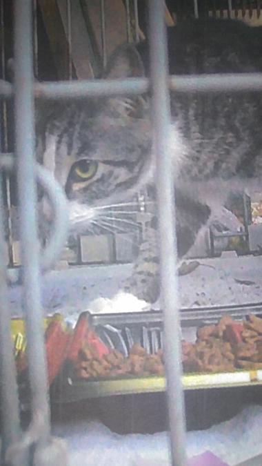 野良猫捕獲しましたを編集しました。