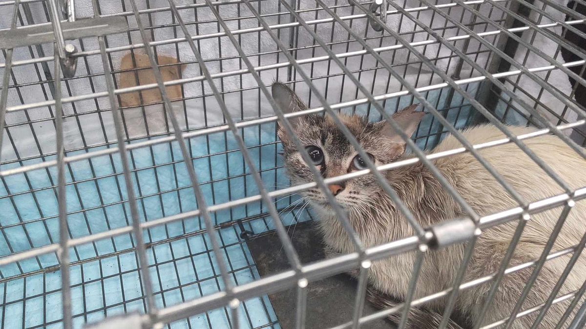 母猫の不妊手術が無事に終わりました。