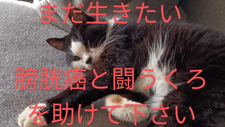 【至急7月手術】くろとまだ一緒に過ごしたいのでご支援お願いします